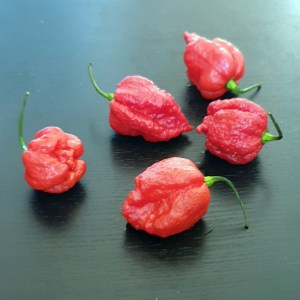 Un des piment le plus fort au monde, le Carolina reaper