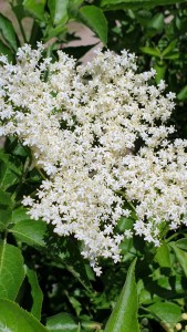Fleur de sureau