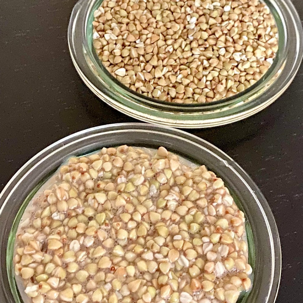 graines de sarrasin fermentées et non fermentées