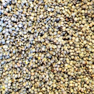 lentilles vertes de la Brie