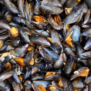 Moules gratinées - cuisson des moules